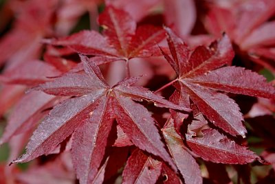 Acer palmatum 'Atropurpureum' - javor dlanitolistý - listy - líc